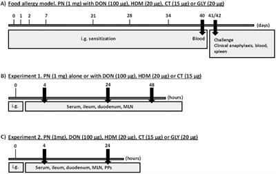Suspected gut barrier disruptors and development of food allergy: Adjuvant effects and early immune responses